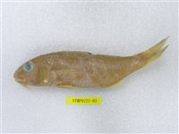 藏品(馬六甲緋鯉)的圖片